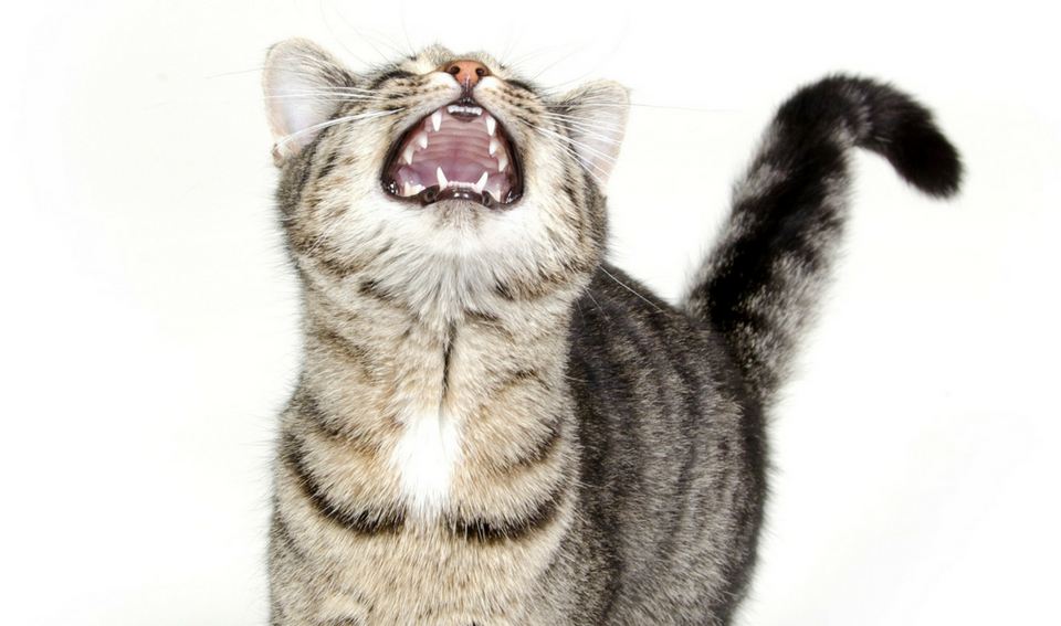 Wajib Diperhatikan! Berikut 5 Alasan Kenapa Kucing Melolong, yang Tidak Boleh Disepelekan