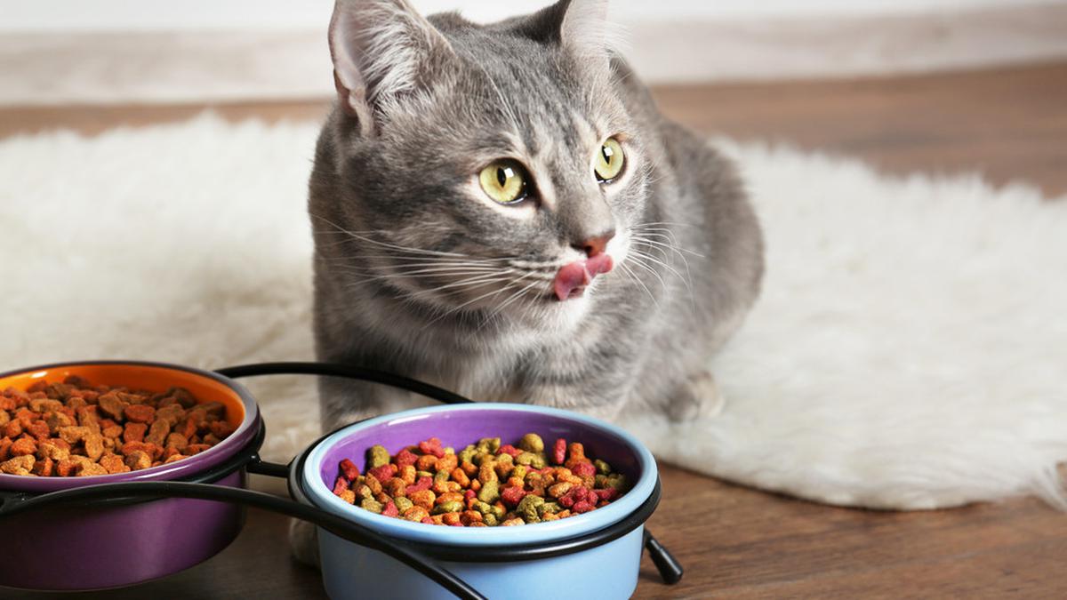 5 Makanan Kucing yang Diformulasikan Khusus Untuk Mengatasi Bulu Rontok, Bulu Kucing Jadi Lebat & Sehat