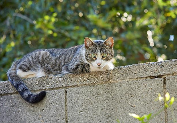 5 Cara Ampuh Mengusir Kucing Tanpa Menyakiti atau Melukainya, Bisa dengan Bumbu Dapur!