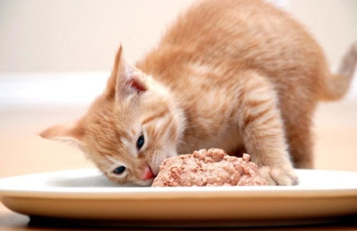 3 Makanan yang Cocok untuk Kucing Kampung; Nomor 2 Jangan Sampai Terlewatkan! 