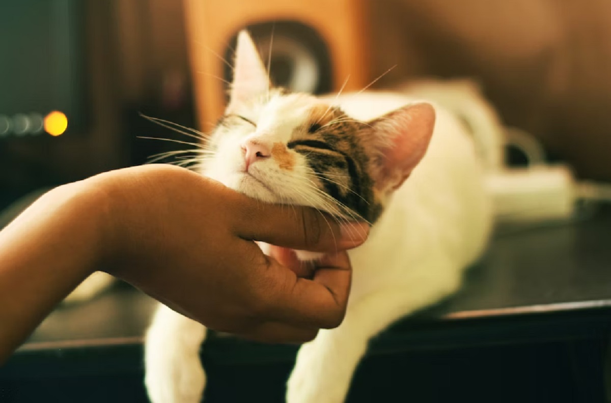 5 Tanda Kucing Sayang Sama Kita, Salah Satunya Selalu Mengikutimu Kemana-mana