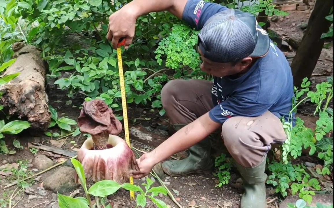 Miliki Aroma Berbeda, Bunga Bangkai Tumbuh di Area Pemakaman Desa Kubang