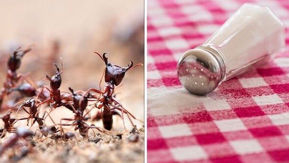 Bisa Pakai Bahan Dapur! Ini 3 Cara Usir Semut Pakai Garam dengan Ampuh Hingga Permanen