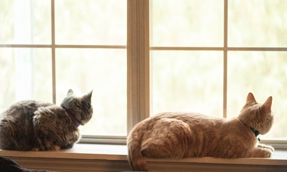5 Cara Supaya Kucing Jarang Keluar Rumah dan Patuh Pada Pemiliknya! Simak Caranya Disini