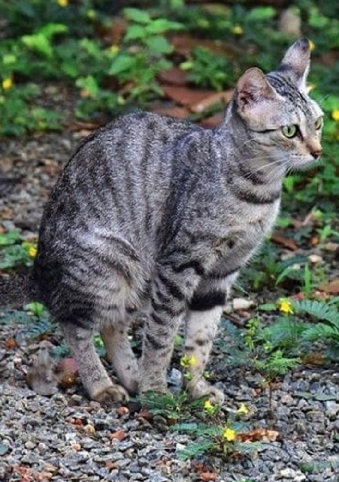 Inilah 6 Cara Melatih Kucing Kampung Agar Tidak Berak Sembarangan, Para Pemilik Kucing Kampung Wajib Simak!