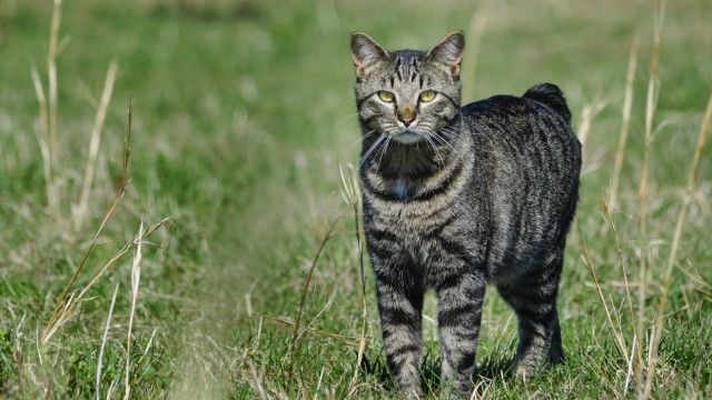 Kucing Buntut Pendek Membawa Keberuntungan, Memberi Penjagaan Dari Marabahaya