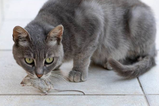 Punya Alasan Menyentuh! Ini 4 Alasan Kucing Kampung Membawa Mayat Tikus ke Rumah Kita