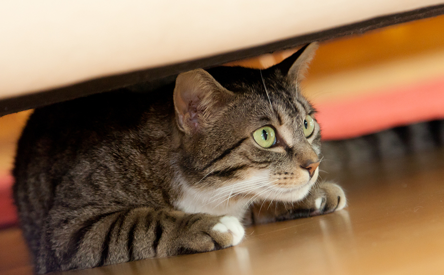 5 Kecemasan dan Ketakutan Umum Kucing, yang Jarang Diketahui Pemilik Kucing!