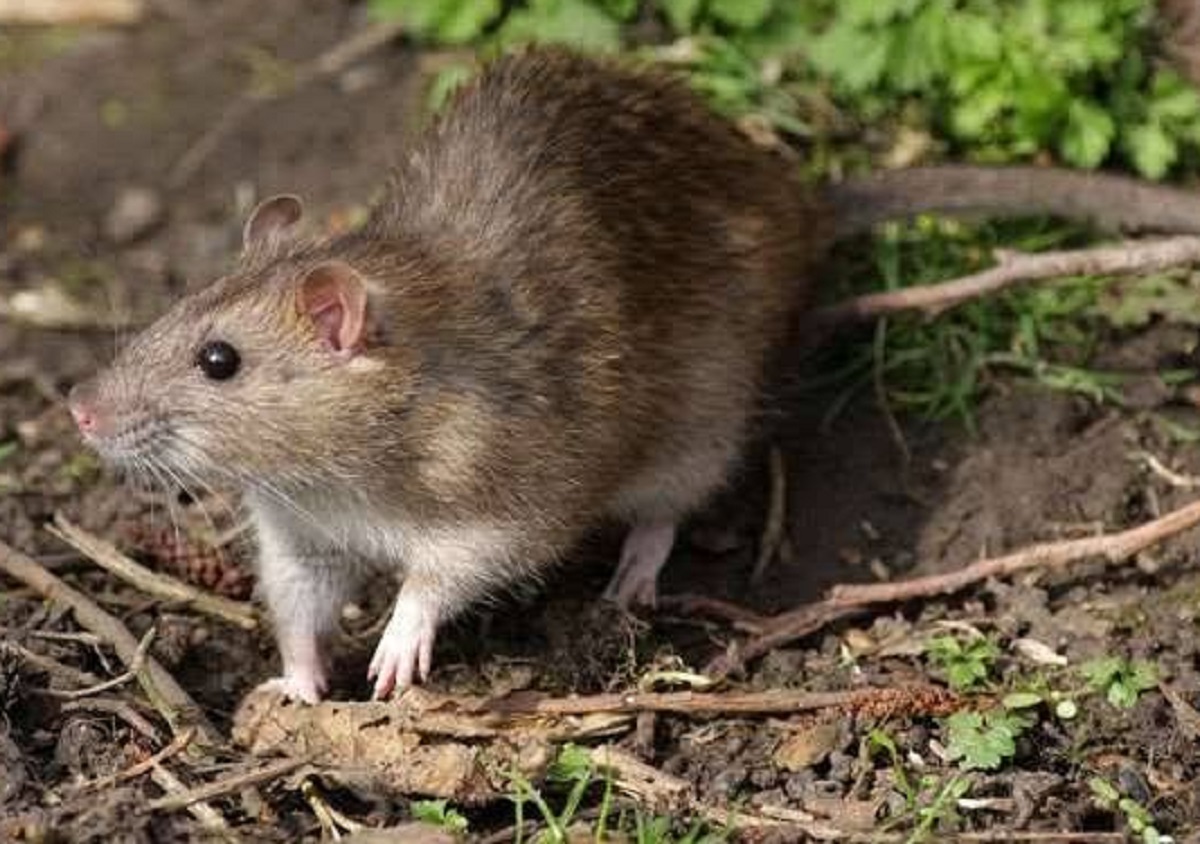 Solusi Alami Atasi Tikus di Rumah, Berikut 6 Cara Mengusir Tikus Dengan Menggunakan Bahan Dapur