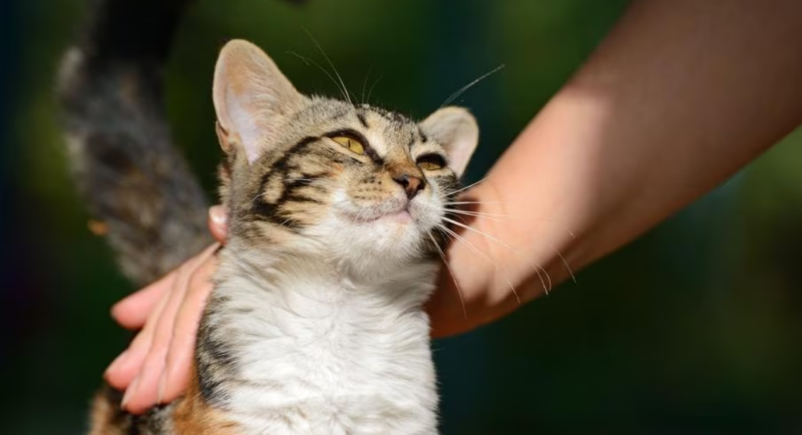 4 Cara Kucing Kampung Mengucapkan Terima Kasih Pada Kita, yang Masih Jarang Diketahui!