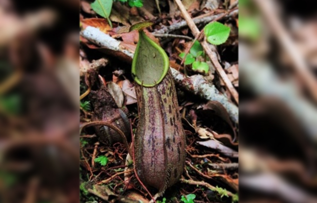 Kantong Semar, Tumbuhan Unik Pemakan Serangga, Apakah Tumbuh di Kawasan Hutan Gunung Ciremai?