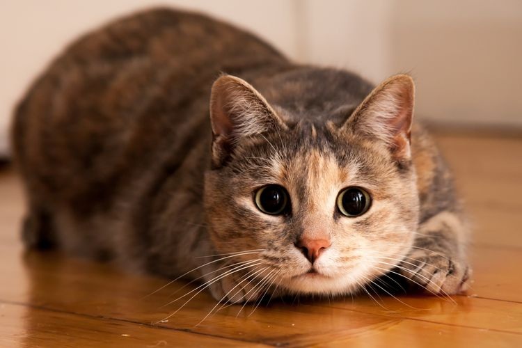 Lakukan 5 Hal Ini yang Dapat Membuka Pintu Rezeki Bagi Pemilik Rumah Akibat Didatangi Kucing Liar, BIKIN HOKI!