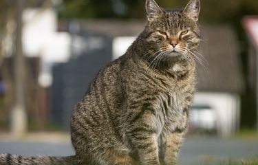 Bikin Kucing Liar Kapok Tanpa Kekerasan, Inilah 5 Tips Mengusir Kucing Liar Buang Kotoran Sembarangan di Rumah