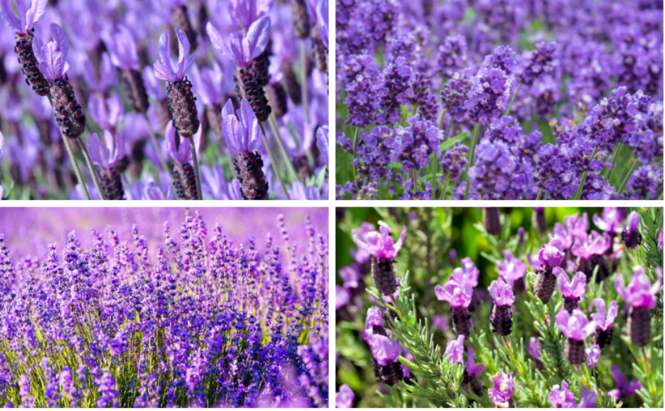 Mempesona! 5 Jenis Tanaman Hias Lavender yang Cocok Jadi Dekorasi Indoor, Apa Bisa Mengusir Nyamuk?