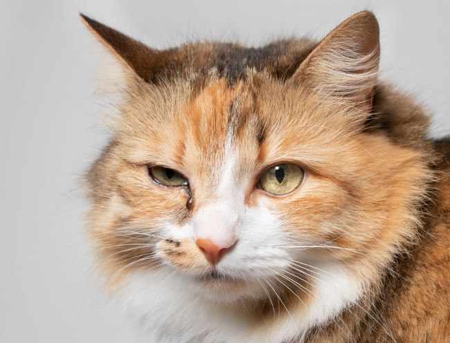 Kenali Penyebab Mata Kucing Belekan yang Wajib Diketahui Pemilik Anabul, Jangan Dianggap Remeh!