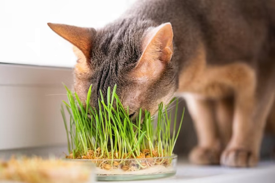 3 Cara Mencegah Kucing Memakan Rumput, Ternyata Ini Caranya