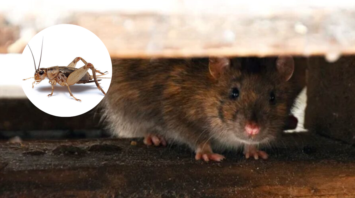 Terungkap! Ini Alasan Ilmiah Kenapa Tikus Selalu Menghindar dari Suara Jangkrik