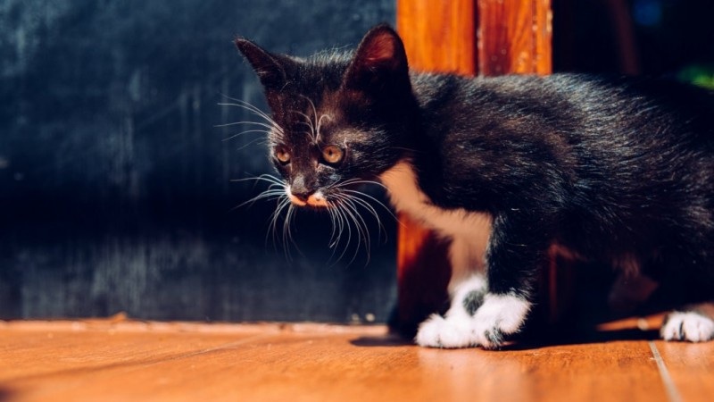 Apakah Islam Memperbolehkan Membuang Kucing? Ayo Simak,  Agar Kucing Tidak Terlantar