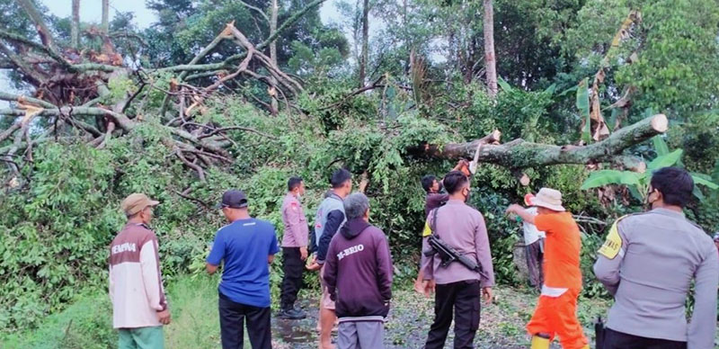Hujan Disertai Angin Terjang Desa Tinggar, Sejumlah Pohon Tutupi Akses Jalan