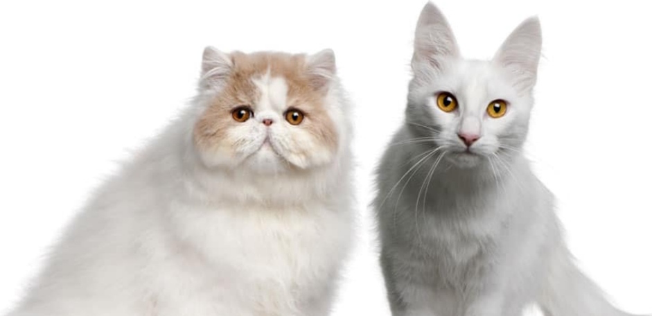 Lebih Bagus Mana Ya? Ini 7 Perbedaan Kucing Anggora dan Kucing Persia! 
