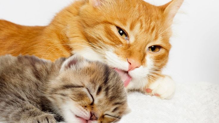 Bagaimana Cara Jitu Agar Anak Kucing Tidak Dimakan Kucing Lain? Ternyata Sangat Mudah, Intip Disini