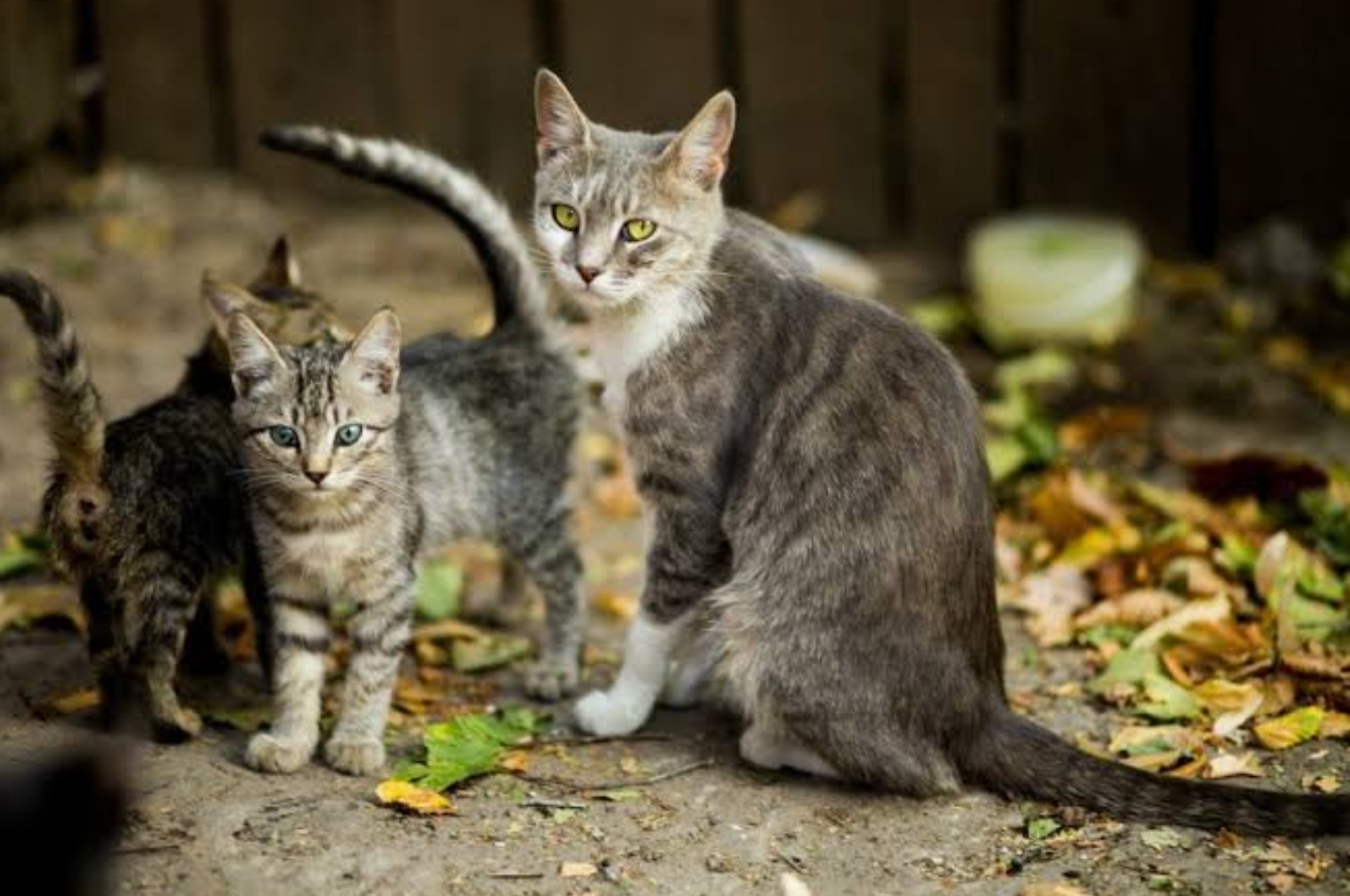 5 Cara Mengatasi Kucing Liar Masuk Rumah dan Mencuri Makanan, Lakukan Hal Ini tanpa Perlu Menyakiti