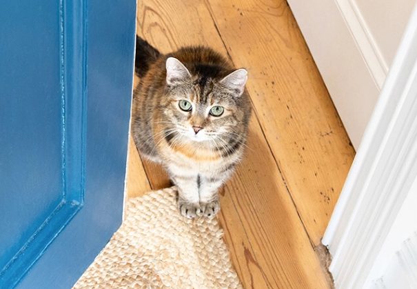 No. 4 Bikin Haru! Ternyata Ini 4 Alasan Kucing Duduk di Dekat Pintu, yang Jarang Diketahui