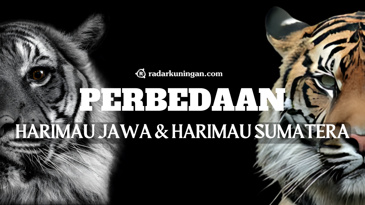 Jangan Sampe Salah Kaprah! Inilah Perbedaan Signifikan Antara Harimau Jawa dan Harimau Sumatera