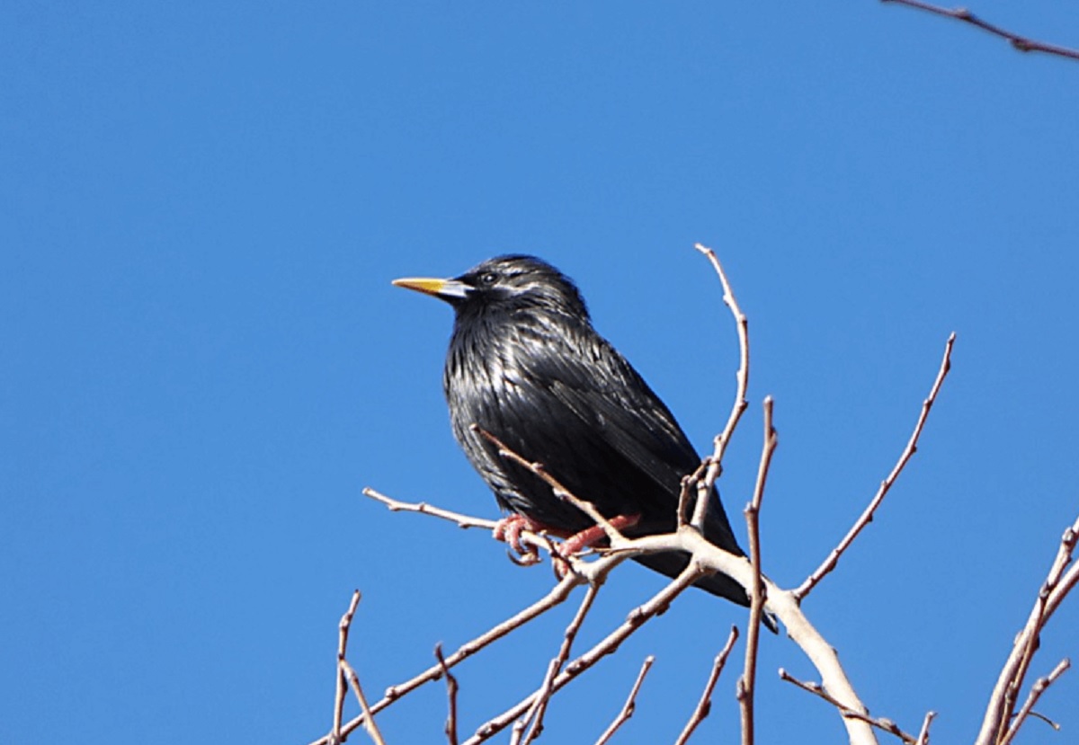 Jalak Hitam, Burung yang Sering Iringi Para Pendaki Gunung Ciremai, Bikin Suasana Tambah Angker