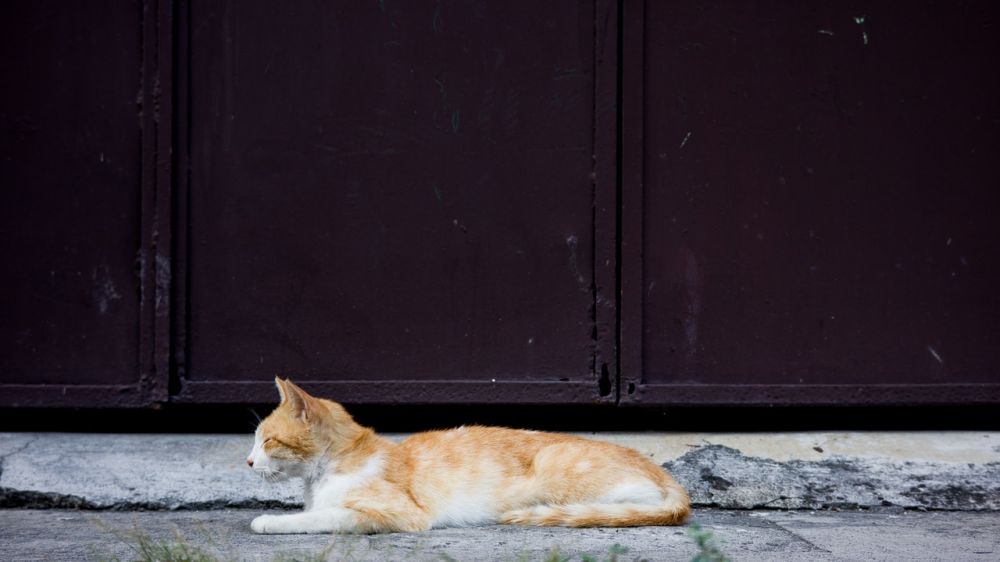 Inilah Alasan Kenapa Kucing Kampung Jarang Sakit, Ternyata Jenis Kucing Paling Sehat! Simak Jawabannya Di Sini