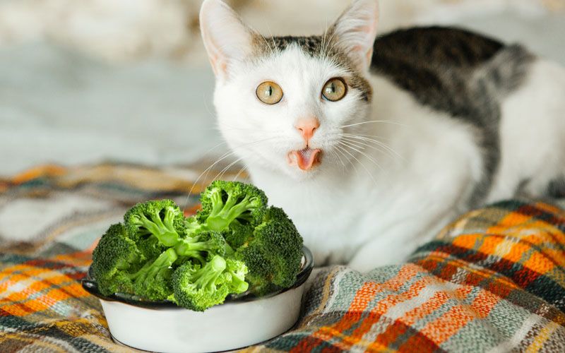 Apakah Kucing Boleh Makan Sayur? Ini 6 Macam Sayuran yang Aman Dikonsumsi Kucing