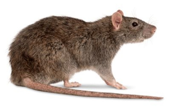 Ini Nih 5 Aroma yang Paling Dibenci oleh Tikus, Dijamin Ampuh Bikin Tikus Pergi Jauh dari Rumah!