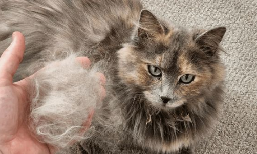 5 Cara Merawat Kucing Agar Tidak Rontok Dan Bikin Lebat Lembut! Bisa Dilakukan Dirumah, Tanpa Ke Petshop