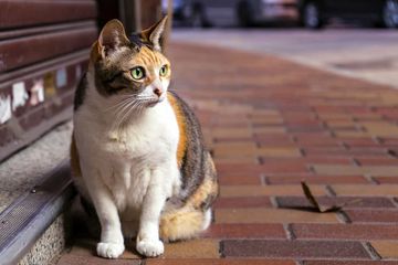 Menarik! Inilah 5 Macam Warna Kucing Kampung yang Sering Ditemui, Cocok untuk Hewan Peliharaan yang Manis