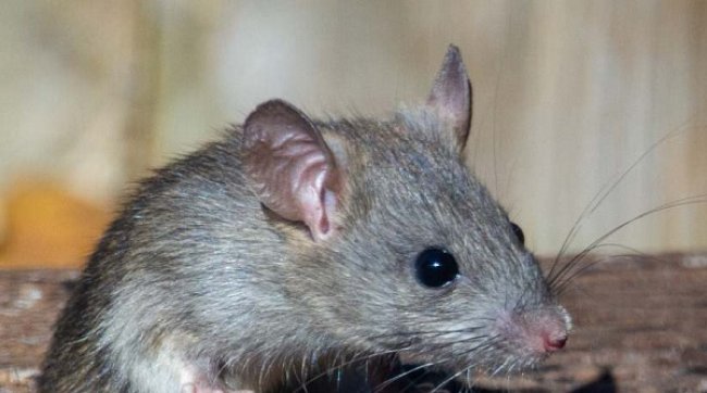 Bahan-Bahan Alami di Sekitar Rumah, Ampuh Usir Tikus