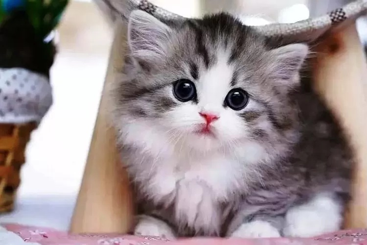 Kenapa Kucing Anggora Sulit Makan? Berikut ini 3 Alasan Kucing Anggora Susah Makan, Anda Harus Ketahui!