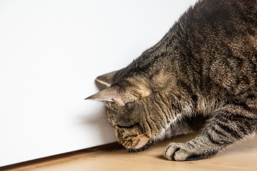 Bikin Teharu! Ini 5 Alasan Kenapa Kucing Menunggu di Depan Kamar Tidur Pemiliknya