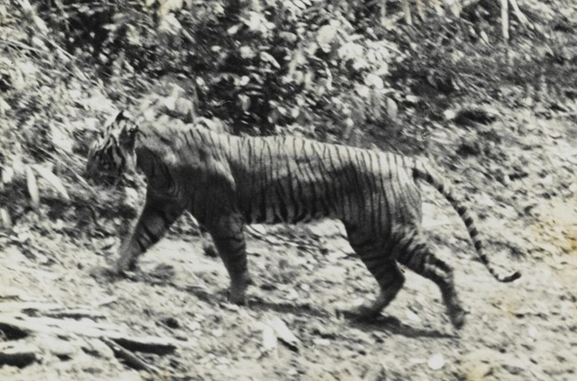 Mungkinkah Harimau Jawa Selamat dari Kepunahan? Kesaksian Warga di Kuningan Tahun 2016 Masih Ada