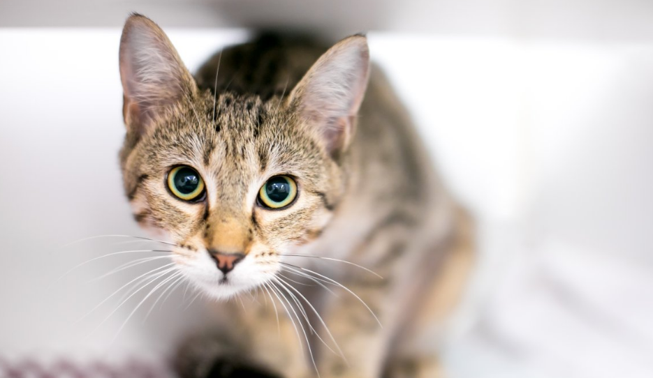 Sering diabaikan! Ini 4 Manfaat Memelihara Kucing Kampung di Rumah, yang Perlu Kamu Ketahui!