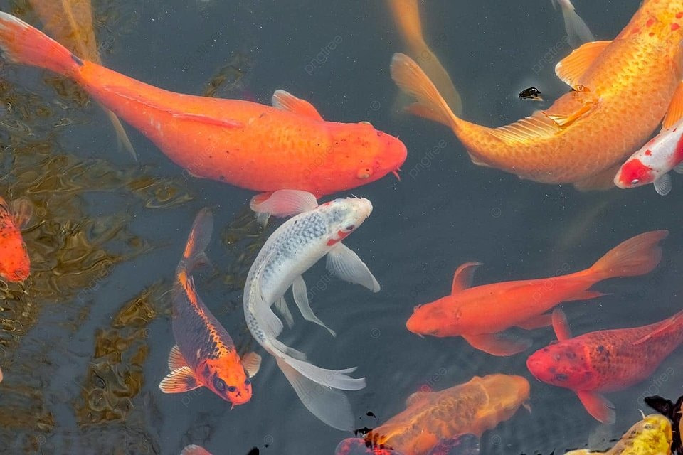 6 Fakta Menarik Ikan Koi, Disebut 'Si Raja Ikan Hias' hingga Pembawa Keberuntungan