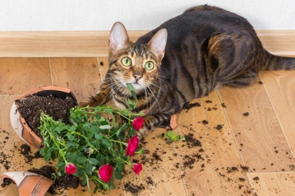 Jangan Langsung Marah! Inilah 4 Alasan Kenapa Kucing Suka Menjatuhkan Barang, yang Perlu Dipahami Cat Lovers! 