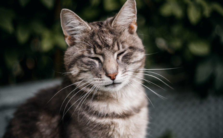 5 Cara Kucing Bilang Aku Sayang Kamu pada Pemilik Mereka, yang Wajib diketahui Catlovers!