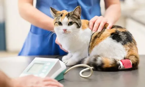 5 Langkah Untuk Mencegah Kucing Hamil, Tanpa Perlu Steril! Simak Caranya Disini!
