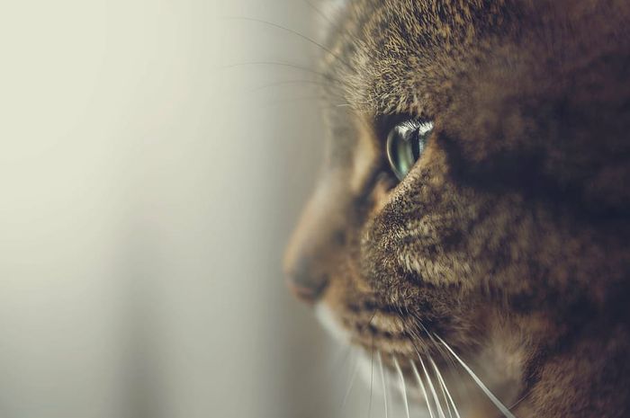 Ternyata Kucing Bisa Merasakan Sedih, Kenali 5 Tanda Kucing Sedih, Cat Lovers Harus Peka!