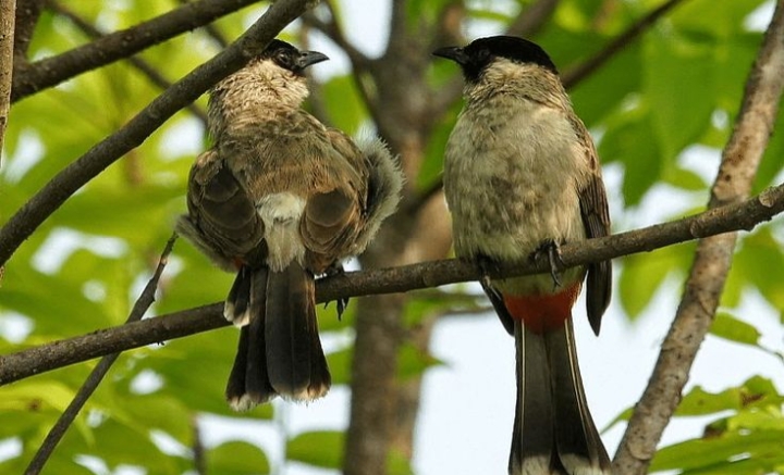 Oh Ternyata ini 5 Manfaat Memelihara Burung Kutilang, Salah Satunya Bisa Meningkatkan Kualitas Udara! 