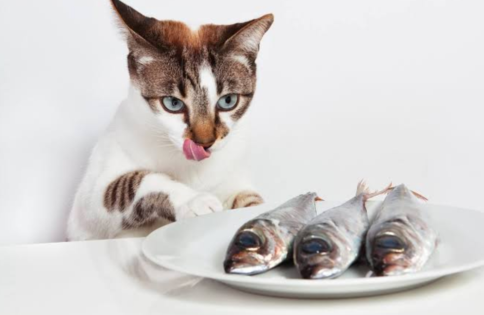 Oh Ternyata! Ada Jenis Ikan yang Tidak Boleh Dimakan Kucing, Bisa Membuat Sakit