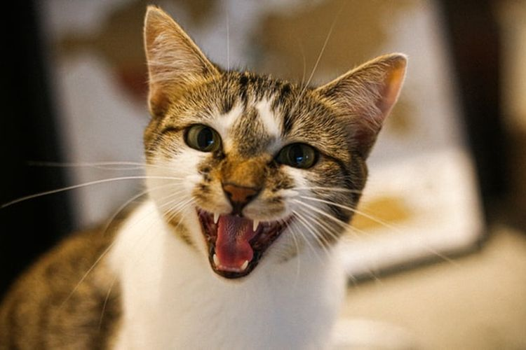 Mendadak Galak, Ini Penyebab Kucing Bersikap Agresif Beserta Cara Mengatasinya
