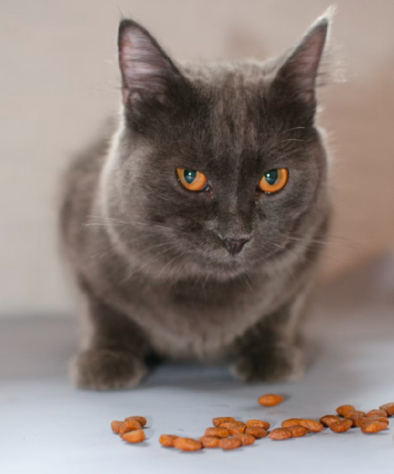 Buat Bulu Makin Lebat dan Tidak Rontok, Ini Dia 5 Rekomendasi Makanan Kucing Murah Paling di Sukai Anabul