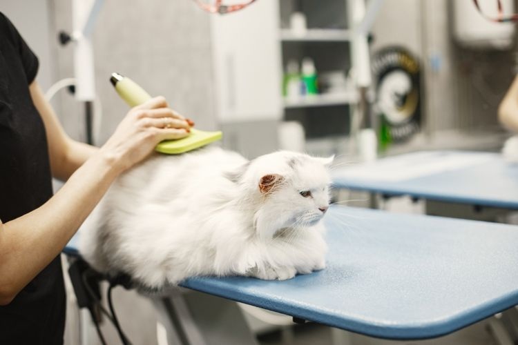 Inilah 6 Cara Merawat Kucing Peliharaan yang Harus Dilakukan Majikan agar Kucing Sehat dan Bahagia