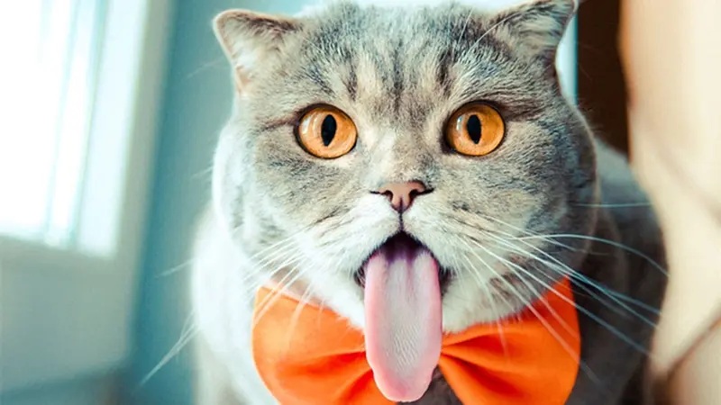 Bagaimana Cara Merawat Kucing Tua? Inilah 4 Cara agar Kucing Sehat, Bugar dan Memperpanjang Usia!